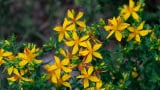 St. John’s Wort